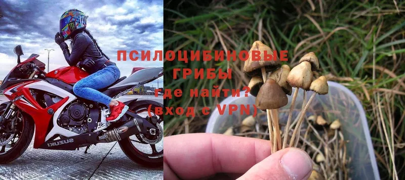 где найти наркотики  Городовиковск  Галлюциногенные грибы Psilocybe 